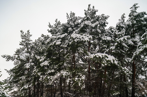 Snow on spruce tree branches in the woods on a grey and cold winter day