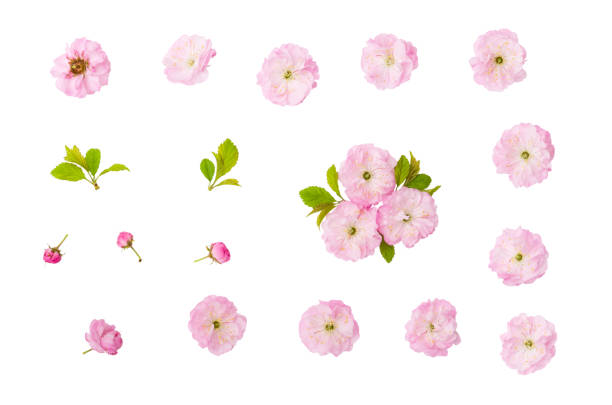 mandel rosa blumen, grüne blätter und keim isoliert auf weißem hintergrund mit beschneidungspfad - plum leaf fruit white stock-fotos und bilder