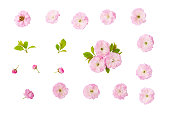 Almond pink flowers, green leaves and  bud isolated on white background with clipping path