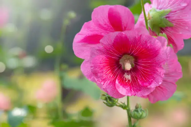 Photo of Pink Hollyhock flower blossom