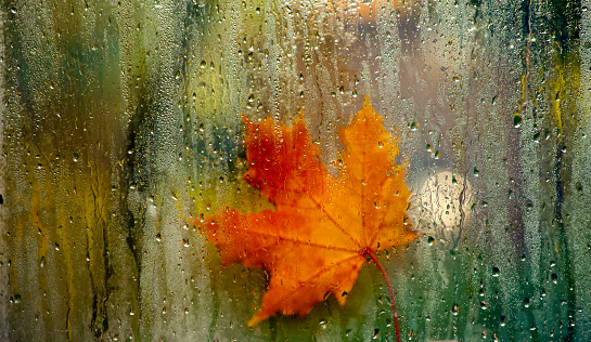 autumn window leaf rain drops