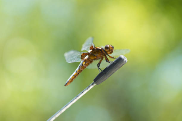 Dragonfly Macro Macro close up of a dragonfly insect. calopteryx syriaca stock pictures, royalty-free photos & images