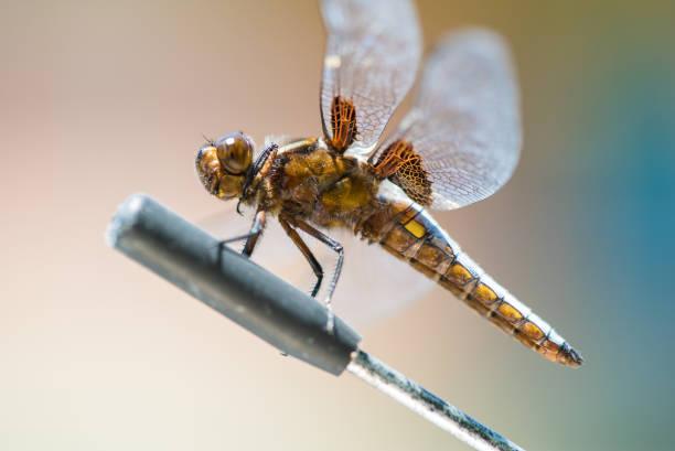 Dragonfly Macro Macro close up of a dragonfly insect. calopteryx syriaca stock pictures, royalty-free photos & images