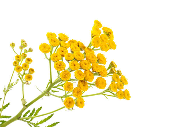 istock Yellow Tansy flowers isolated on white background 1051675048