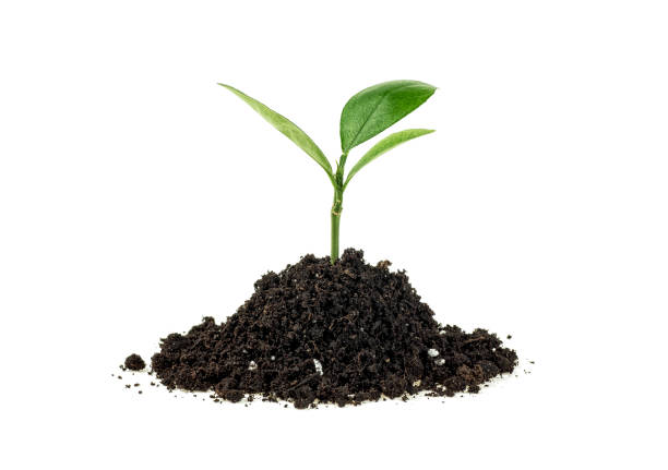istock Young plant in soil humus on a white background 1051675054