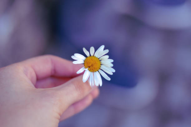 istock Woman holds a daisy in her hand 1051679660