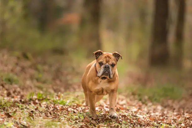 Photo of Continental Bulldog dog is in the forest in early spring