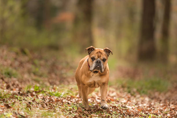 cachorro de buldogue continental está na floresta no início da primavera - obedience pets loneliness looking at camera - fotografias e filmes do acervo