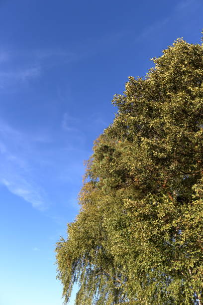 istock Trees on the right against blue sky background in early autumn 1051683018