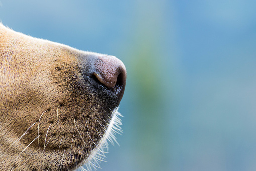 Close-up of a Labrador dog's nose/truffle
