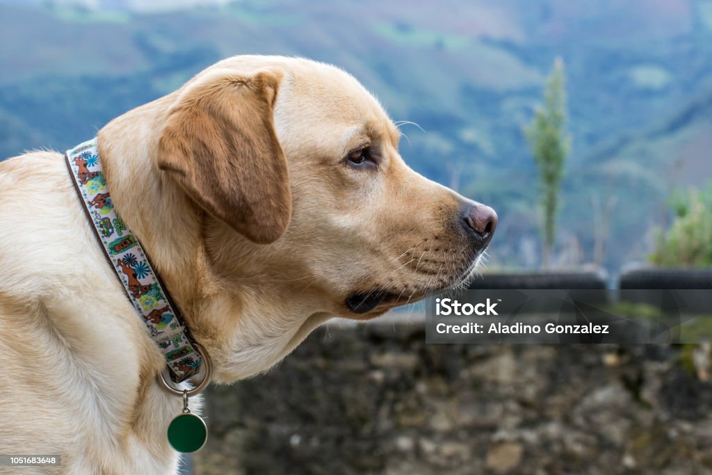 Labrador dog head Portrait of a Retriever Dog Stock Photo