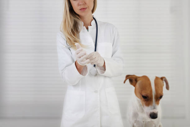 istock Scared Sick Dog and Vet doctor 1051684764