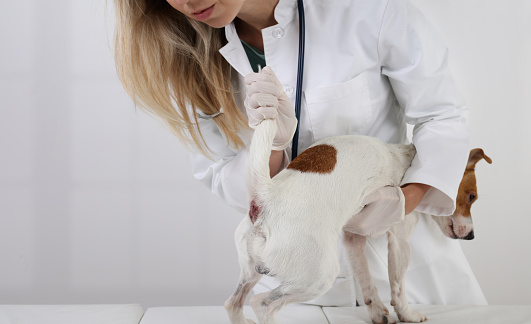 Problemas de glándulas anales en perros. Atención veterinaria. photo