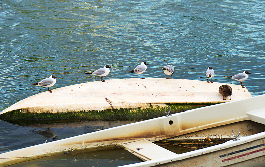 Six seagulls sit in an upturned boat in the sea.