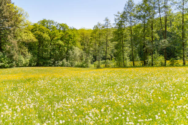 istock sunny edge of a wood 1051691628
