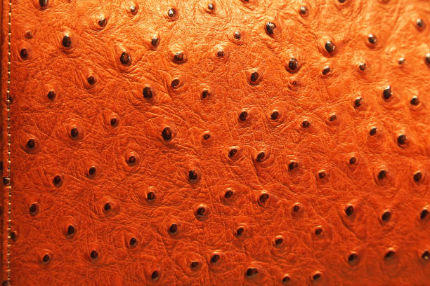 Ostrich Leather Stock Photos, Pictures & Royalty-Free Images - iStock Ostrich Leather Stock Photos, Pictures & Royalty-Free Images - iStock