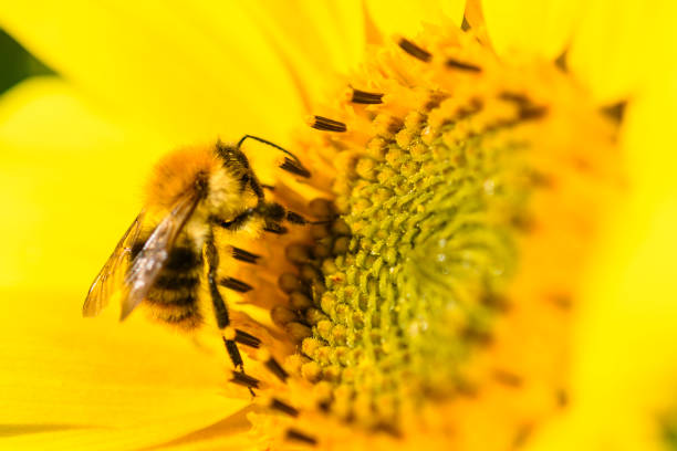 Bee sitting on a Sunflower with blue sky background during summer