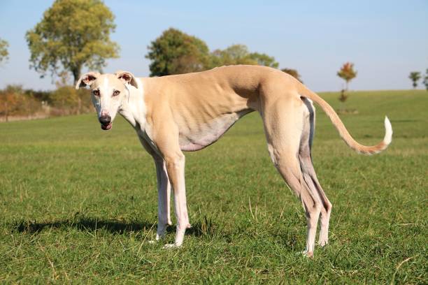 istock brown sighthound in the garden 1051698600