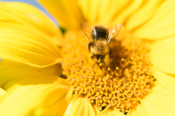Bee sitting on a Sunflower with blue sky background during summer
