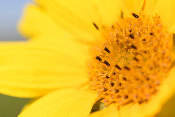 Closeup of a vibrant sunflower, healianthus, growing in a springtime garden.