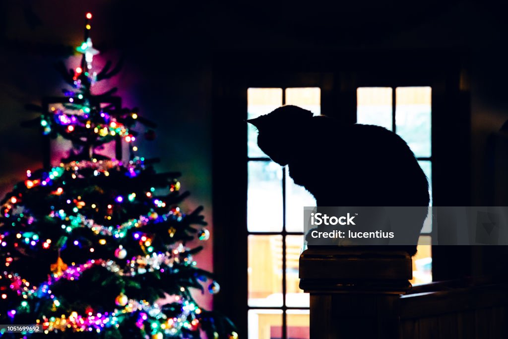 Christmas cat waiting for Santa Cat sitting in a living room at night with the christmas tree lit-up. Christmas Stock Photo
