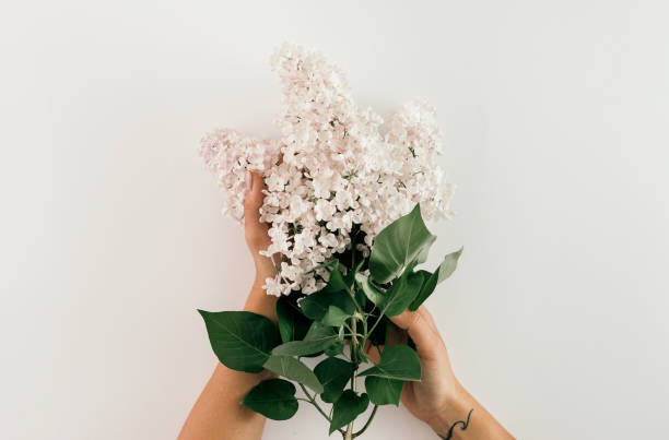 istock Top view female hand holding branch lilac white background Minimal spring Flat lay 1051699698