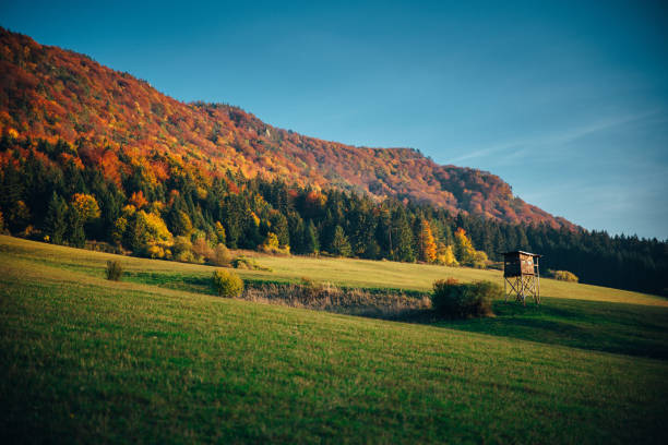 istock Colorful autumn forest, wallpaper photo 1051702550