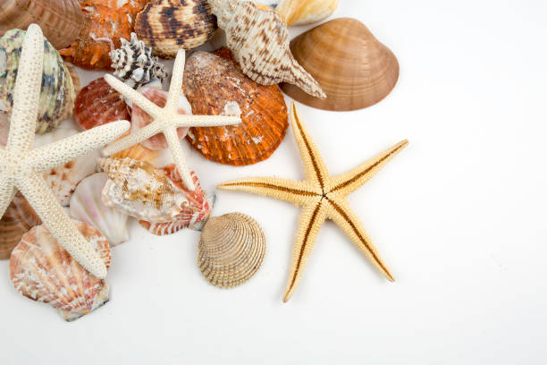 istock Various sea shells, concept, design, photo, background 1051706214