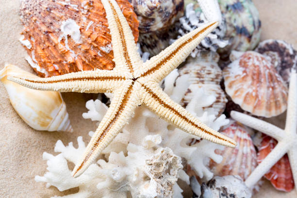 istock Various sea shells, concept, design, photo, background 1051706654