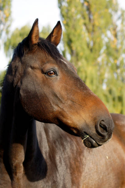 istock Horse grazing in the meadow 1051706928