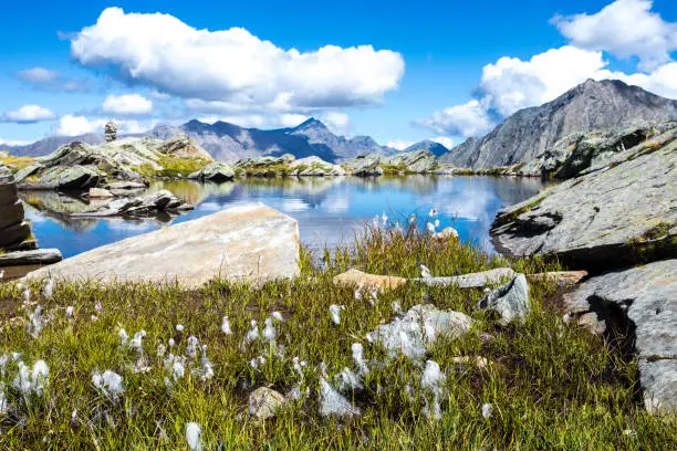 Photo of Gran Paradiso Alps mountain - mountain lake with Alpine flwers and clouds reflections - Cogne Aosta Valley - Grand Paradis National Park