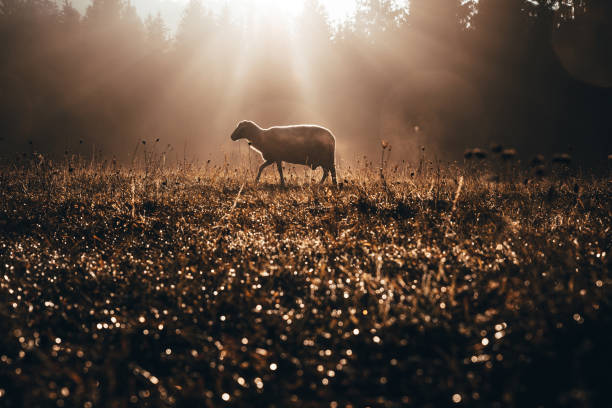 Lost sheep on autumn pasture. Concept photo for Bible text about Jesus as sheepherder who cares for lost sheep Lost sheep on autumn pasture. Concept photo for Bible text about Jesus as sheepherder who cares for lost sheep lost photos stock pictures, royalty-free photos & images