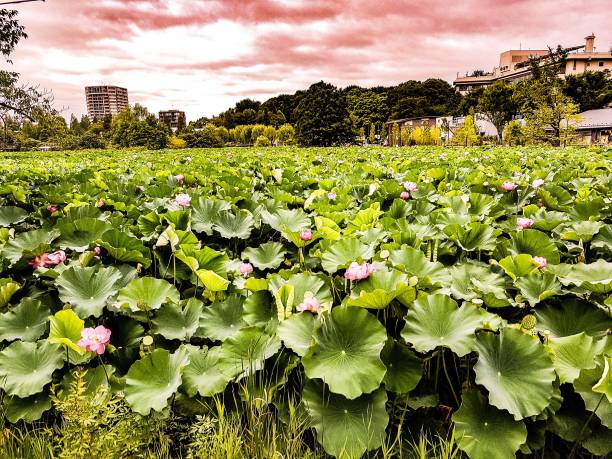 istock summer in kyoto loto 1051711268