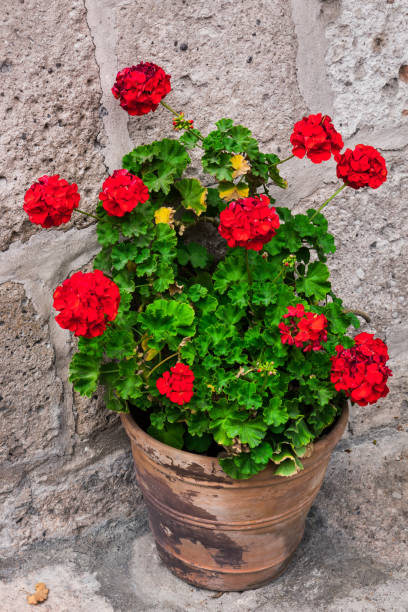 istock geranium in a flowerpot on the stone wall 1051712310
