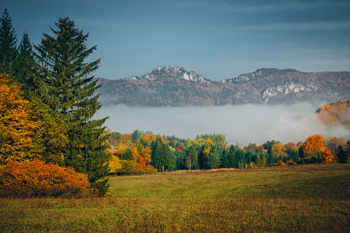 Autumn landscape in morning. Colorful meadow, trees and mist