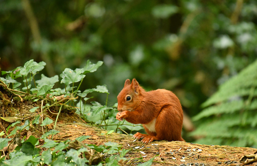 Wild Red Squirrel feeding on log in woodland, Anglesey, North Wales, UK