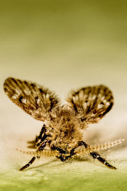 moth flies sand flies psychodidae