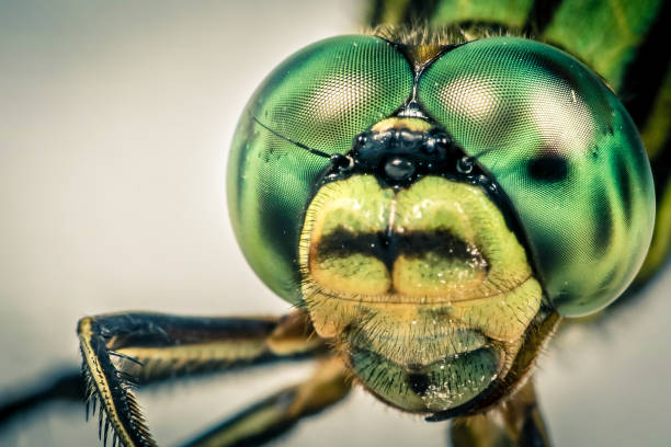 Dragonfly head in macro Dragonfly head in macro dragonfly photos stock pictures, royalty-free photos & images