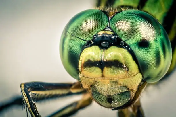 Dragonfly head in macro