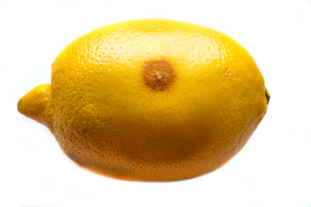One big and corrupt yellow lemon with fleck