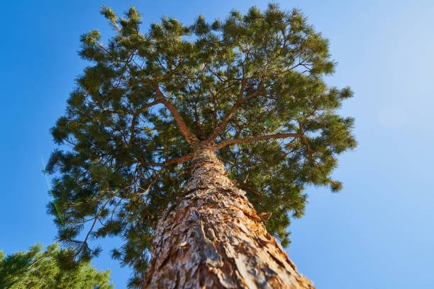 istock Close-up of a pine tree with relief bark and lush greenery against a clear blue sky. 1051717594