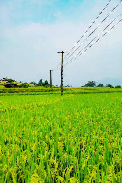 istock Rice fields on terraced. Fields are prepared for planting rice. Ban Phung, Huyen Hoang Su Phi, Ha Giang Province. Northern Vietnam 1051719870