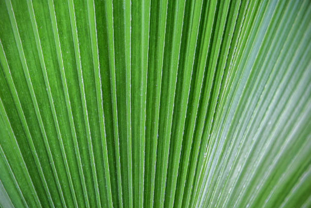Tropical plant green palm leaf spring time background,