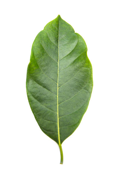 istock Tropical plant green leaf spring time, environment concept. Close-up studio photography. 1051720542