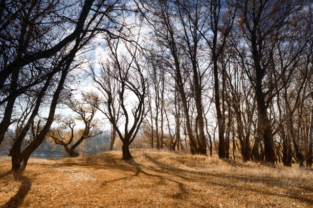 Parco in inverno