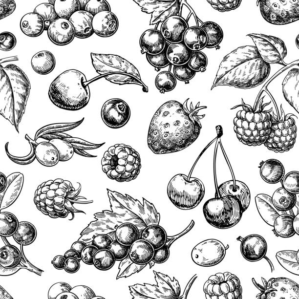Wild berry seamless pattern drawing. Hand drawn vintage vector background. Summer fruit Wild berry seamless pattern drawing. Hand drawn vintage vector background. Summer fruit set of strawberry, cranberry, currant, cherry, srawberry, blueberry. Detailed organic food for menu, label, banner, tea or jam packaging fruit drawings stock illustrations