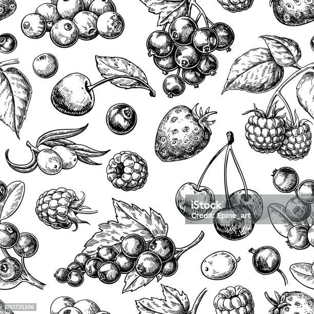 Wild Berry Seamless Pattern Drawing Hand Drawn Vintage Vector Background Summer Fruit Stock Illustration - Download Image Now