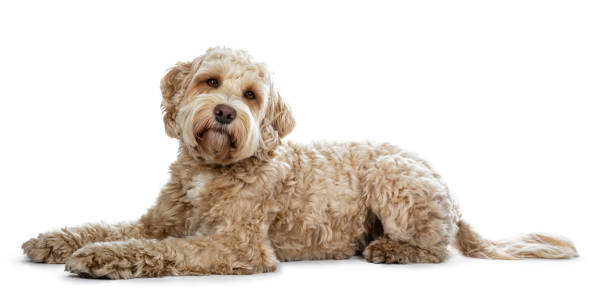 Pretty golden adult Labradoodle dog laying down side ways looking straight in lense with a cute head tilt, isolated on white background Pretty golden adult Labradoodle dog isolated on white background labradoodle stock pictures, royalty-free photos & images