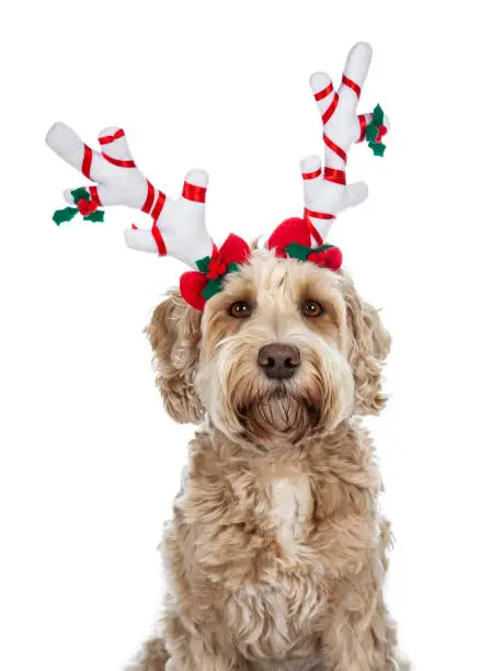Photo of Head shot of pretty golden adult Labradoodle dog wearing a white with red reindeer antlers looking straight in lense, isolated on white background