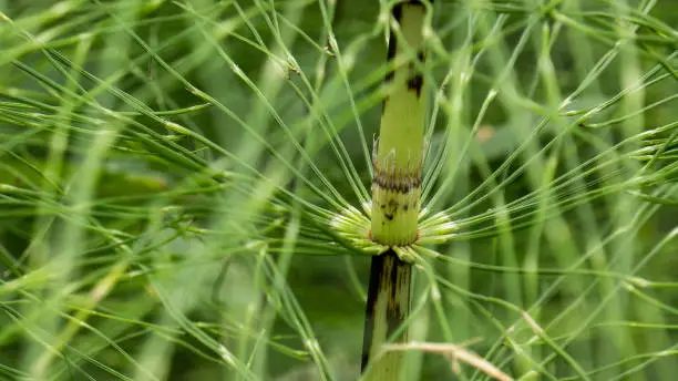 Close-up of horsetail plant (Equisetaceae)
